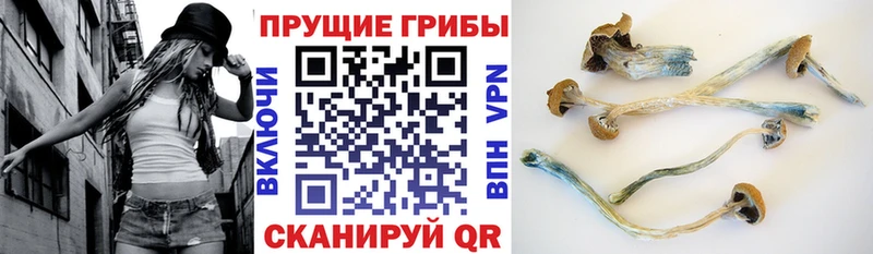 Галлюциногенные грибы прущие грибы  shop какой сайт  Енисейск  где найти  